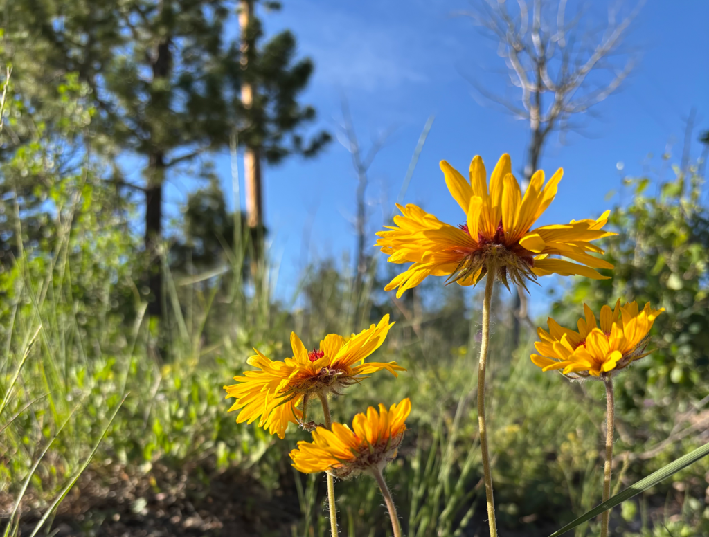 Bright yellow wildflowers blooming in Crystal Lakes, symbolizing community growth and vitality.