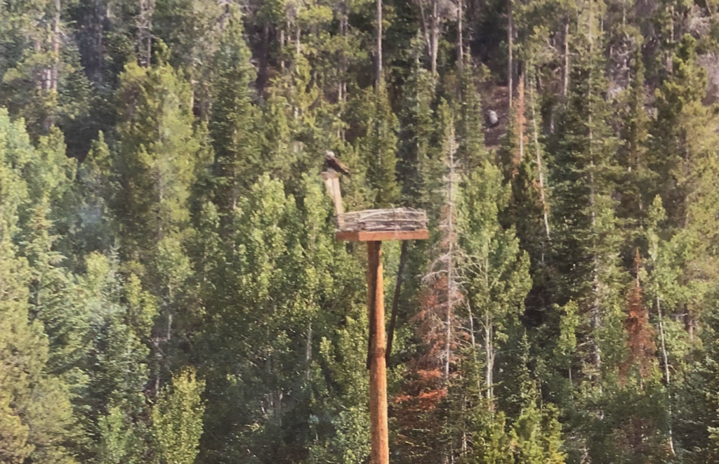 Artificial eagle’s nest installed in Crystal Lakes with support from the Crystal Lakes Community Fund Association to encourage nesting and protect local wildlife.
